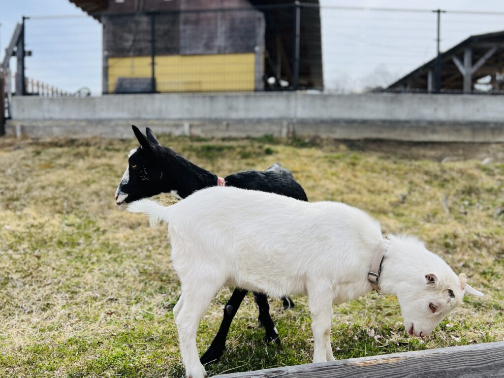 ハーベストの丘で柵越しにこちらを見る白と黒のヤギの様子

