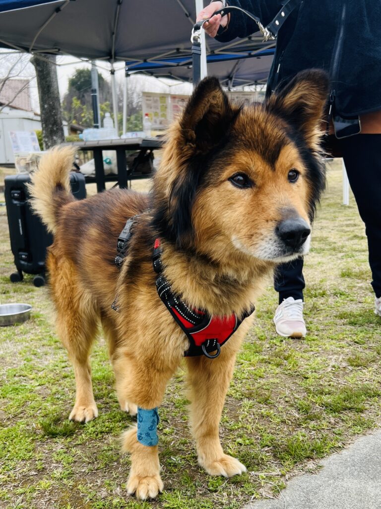 Rescue dog Kata-kun standing confidently at a dog event with harness
