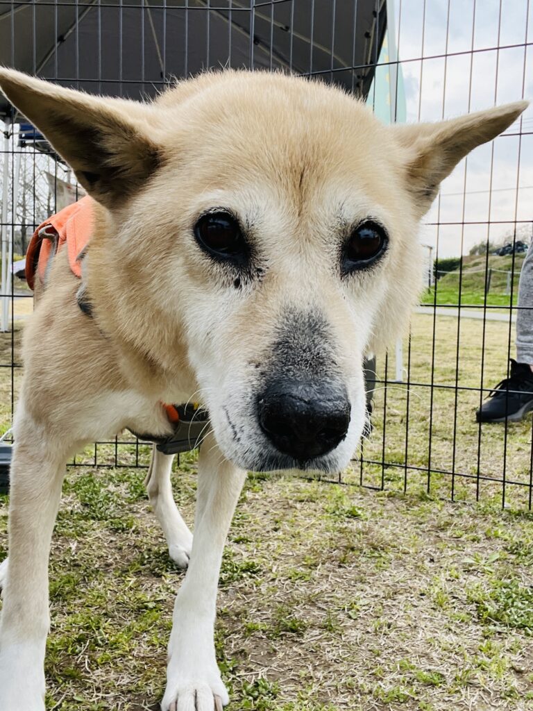 Close-up of rescue dog Hore-chan with gentle expression at a dog event

