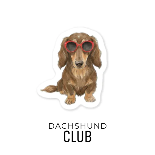 赤いサングラスをかけたダックスフンド「ルーちゃん」のDACHSHUND CLUBオリジナルステッカー

