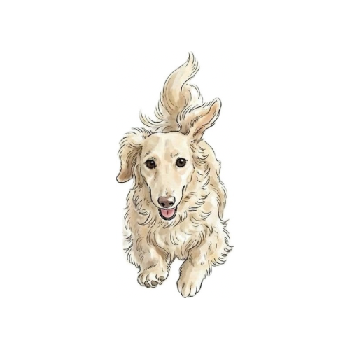 So-chan the cream dachshund, a gentle and expressive character representing everyday life and Japanese-inspired design