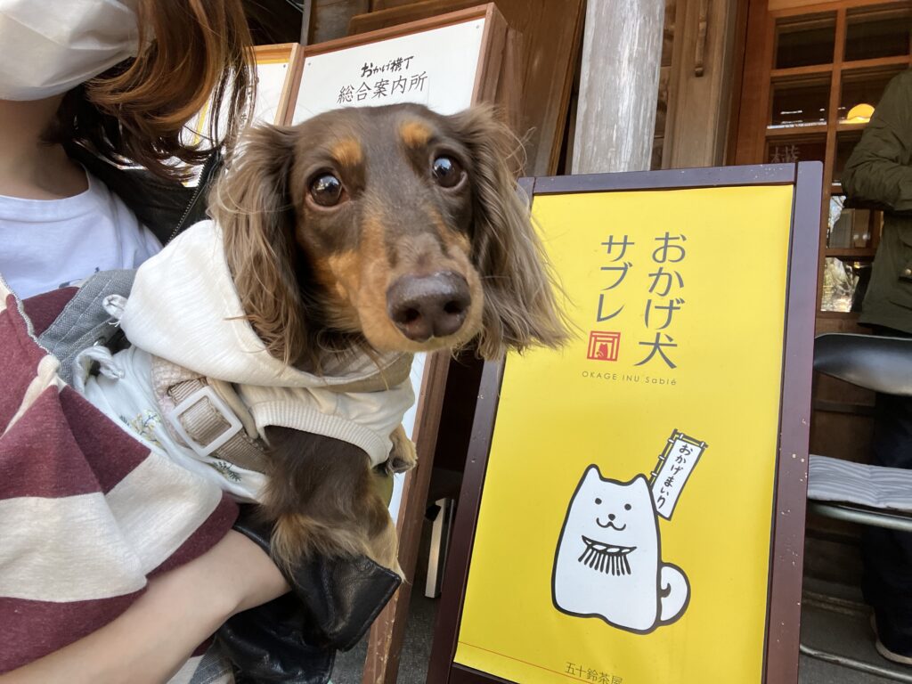 AIとWebを活用して小さな事業をサポートするalo。愛犬のミニチュアダックスフンドと過ごす、親しみやすい人柄を表した写真。