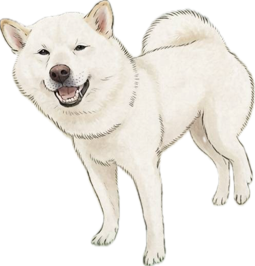 笑顔で立つ白柴しばまるを描いた、SHIBAMARU BASICのやさしく親しみやすい柴犬イラスト