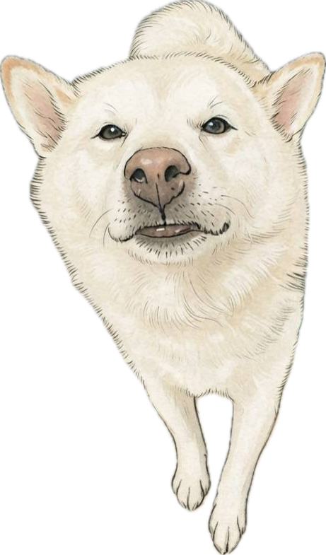 正面からこちらへ歩いてくる白柴しばまるを描いた、SHIBAMARU BASICのシンプルな柴犬イラスト